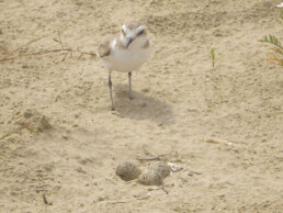 deejay-xmasters-news-durante-i-deejay-xmasters-sono-nati-due-fratini